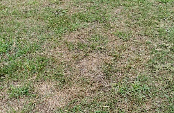 In diesem schlechten Zustand war der Rasen auf dem Trainingsplatz in Glücksburg.